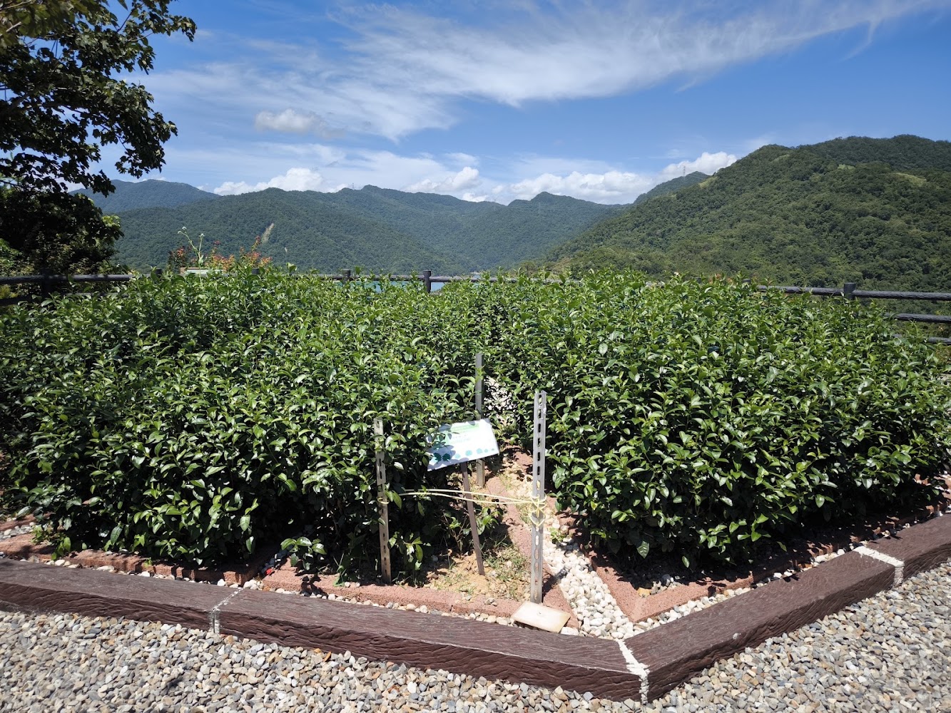 八卦茶園景觀台茶樹園與標示牌