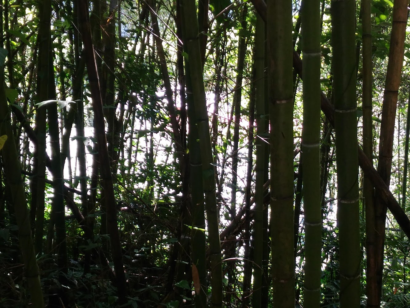 水社寮竹林景色
