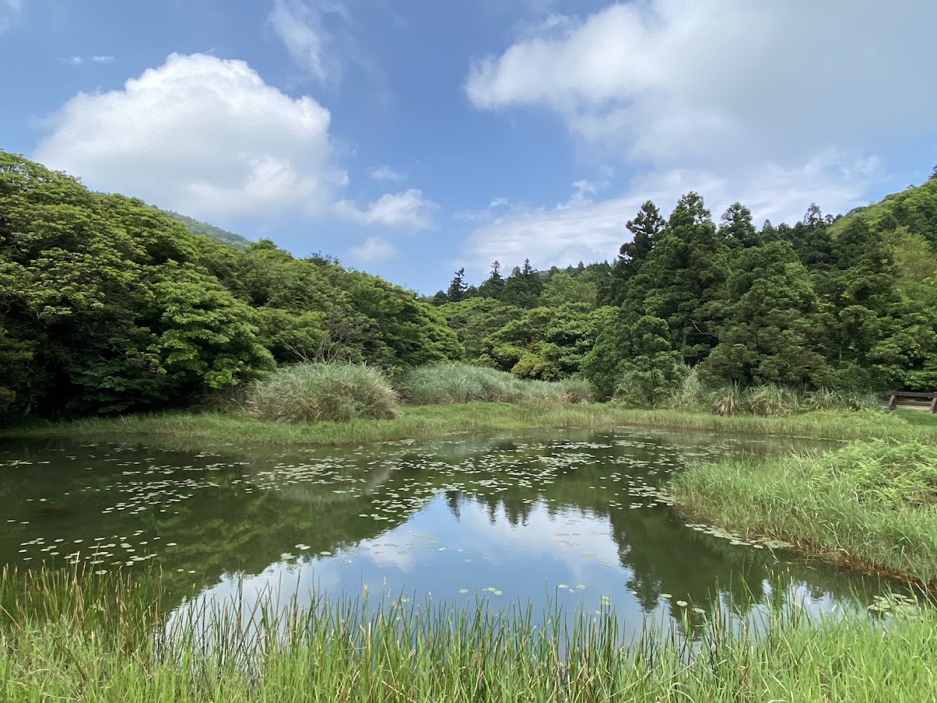 樹林環繞的寧靜池塘景觀