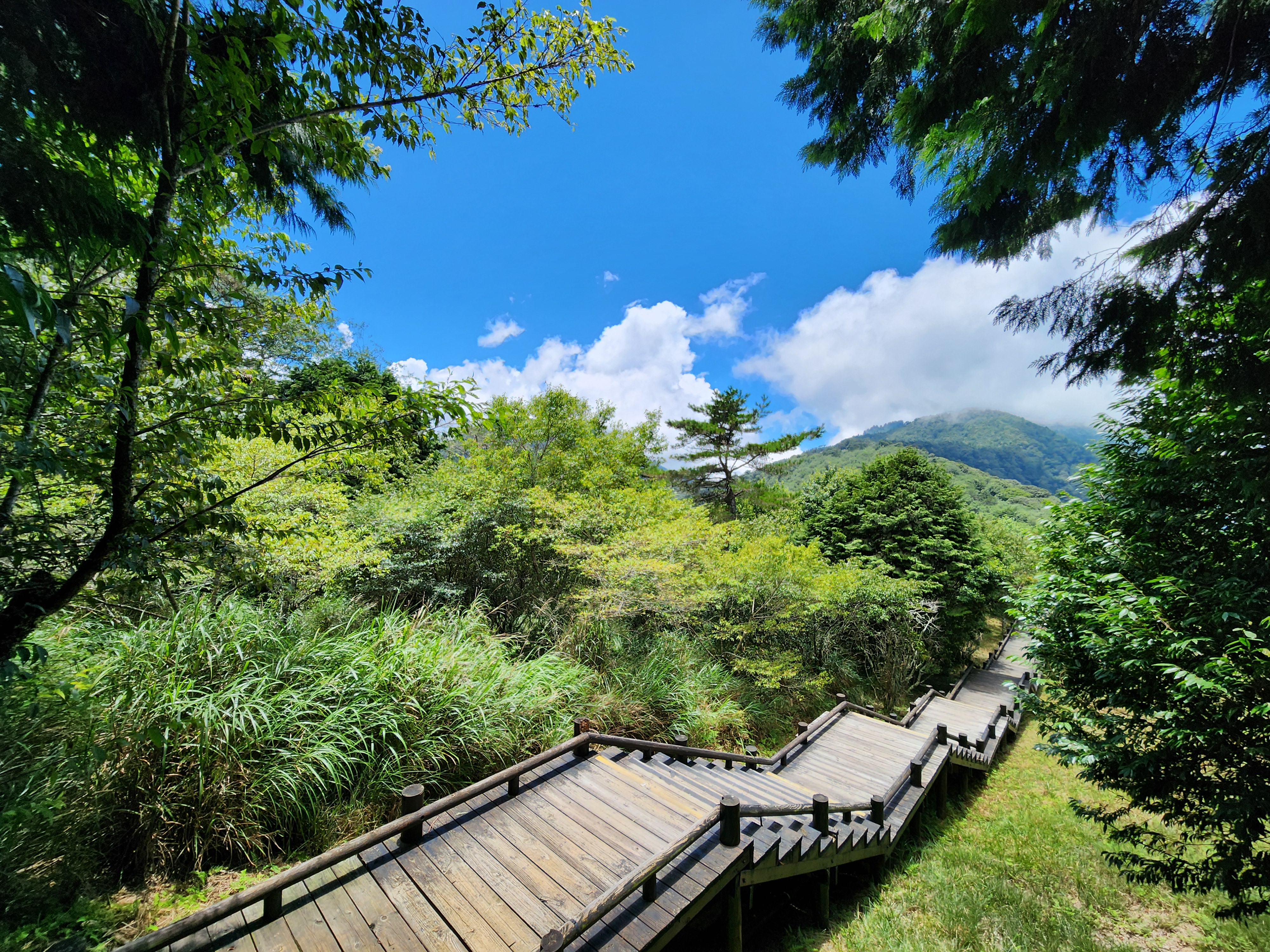森林木棧步道與遠山藍天