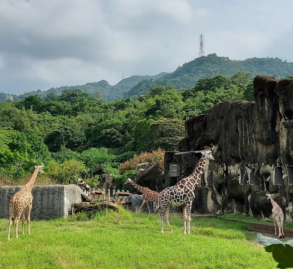臺北市立動物園長頸鹿區與山林背景