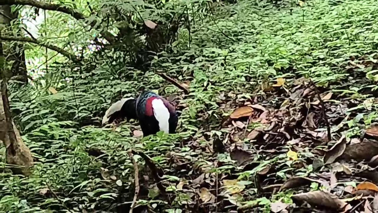 角板山公園森林中的野生錦雞