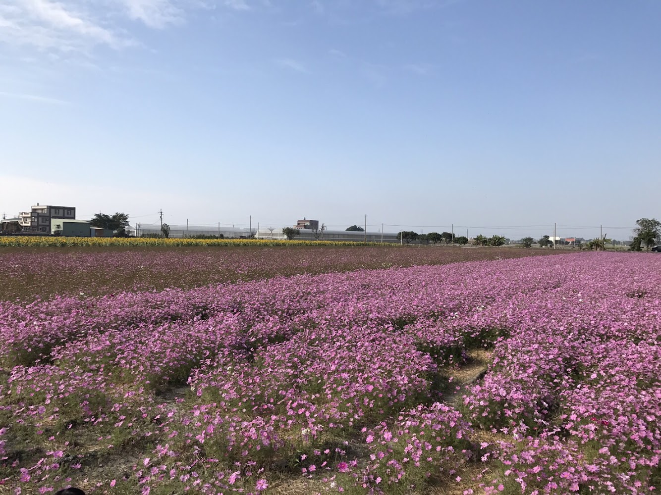 雲林莿桐孩沙里粉紅色花海景色