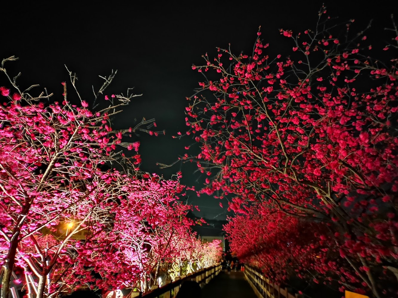 夜晚道路兩側花樹與燈光
