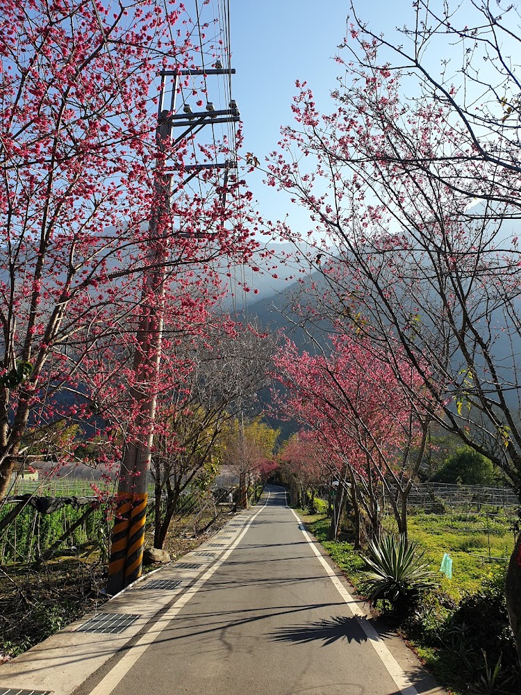 卡里布安渡假部落櫻花道路與山景