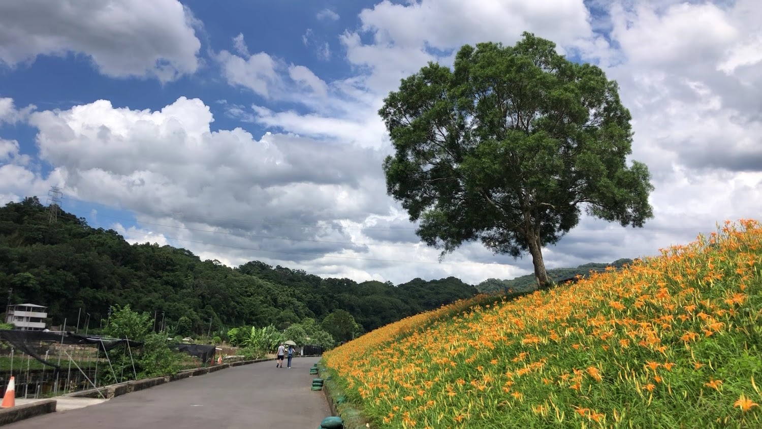 大湖金針花堤防大樹與花海步道