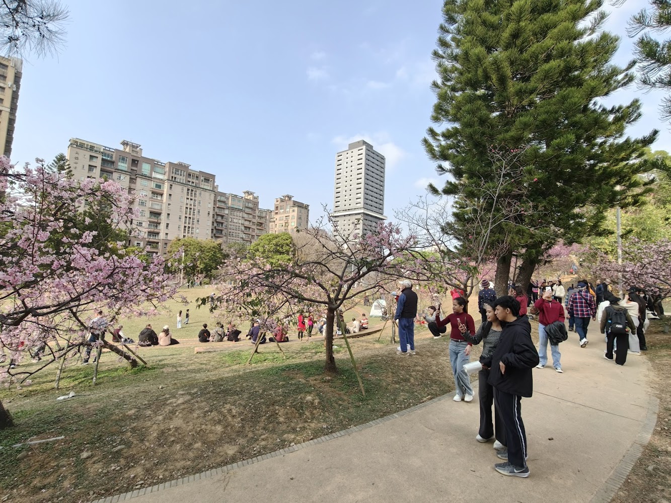 新竹公園櫻花季景色