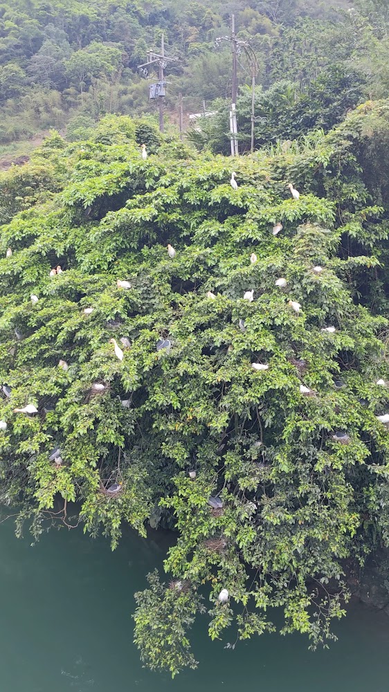 大樹上棲息許多白色和灰色鳥類