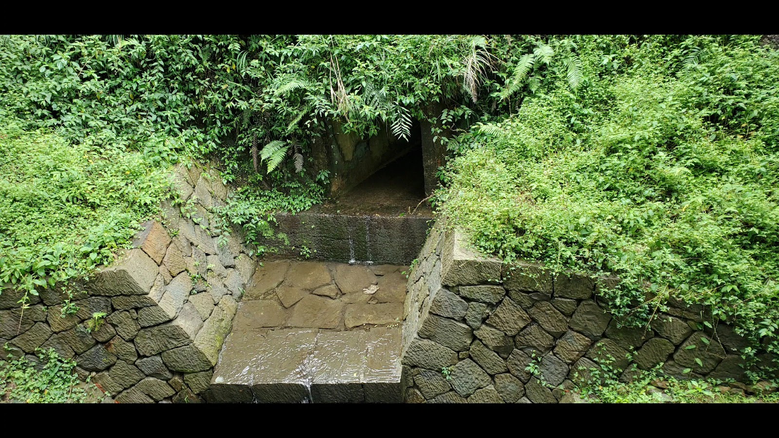 阿里山步道旁的石砌古水池設施，被蕨類植物包圍