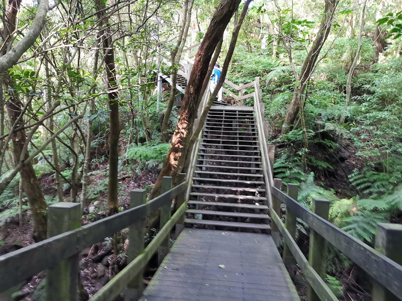 碧溪步道森林木棧道