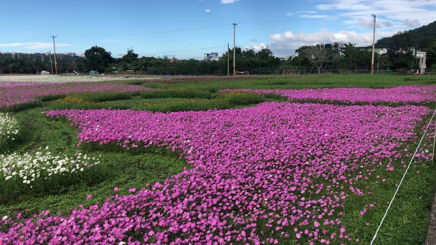 大溪花海休閒農場花田與藍天景色