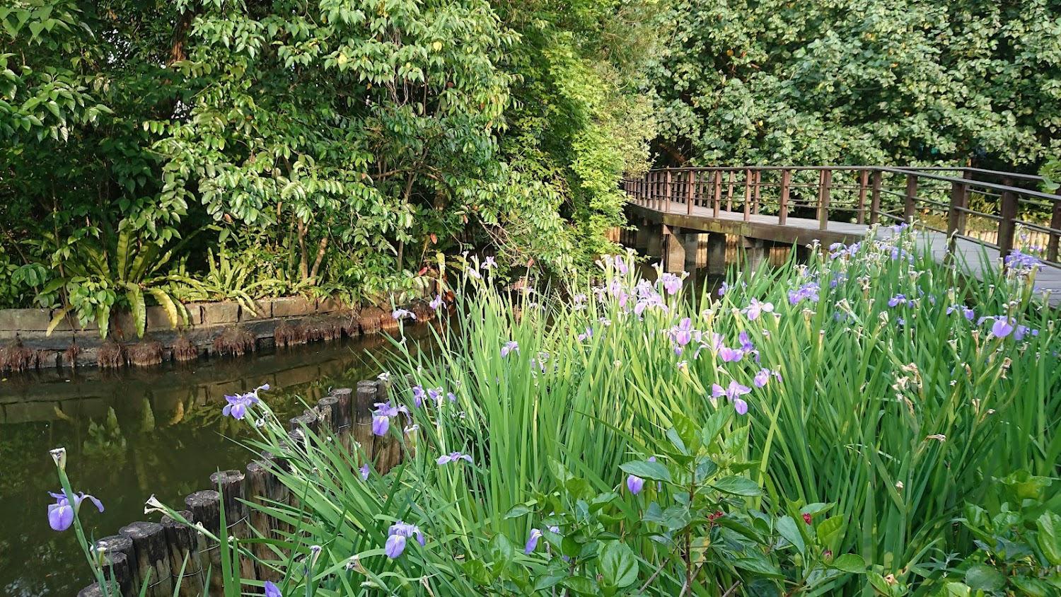 自然步道景觀，有茂密綠樹、紫色花朵、蜿蜒木棧道與水渠