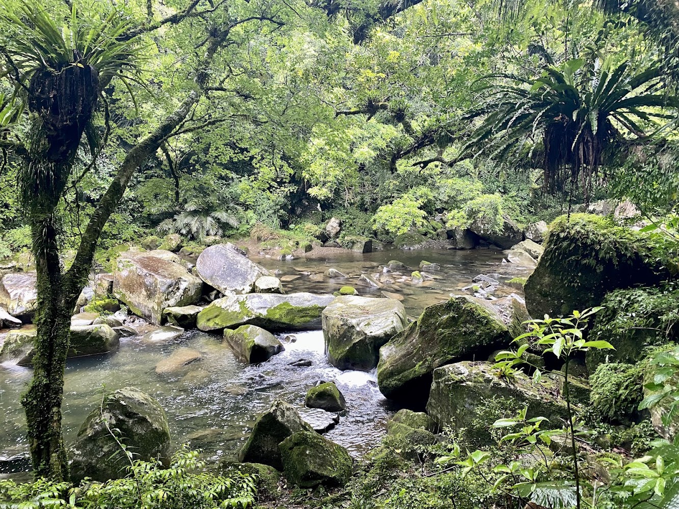 淡蘭古道灣潭段溪流巨石與蕨類