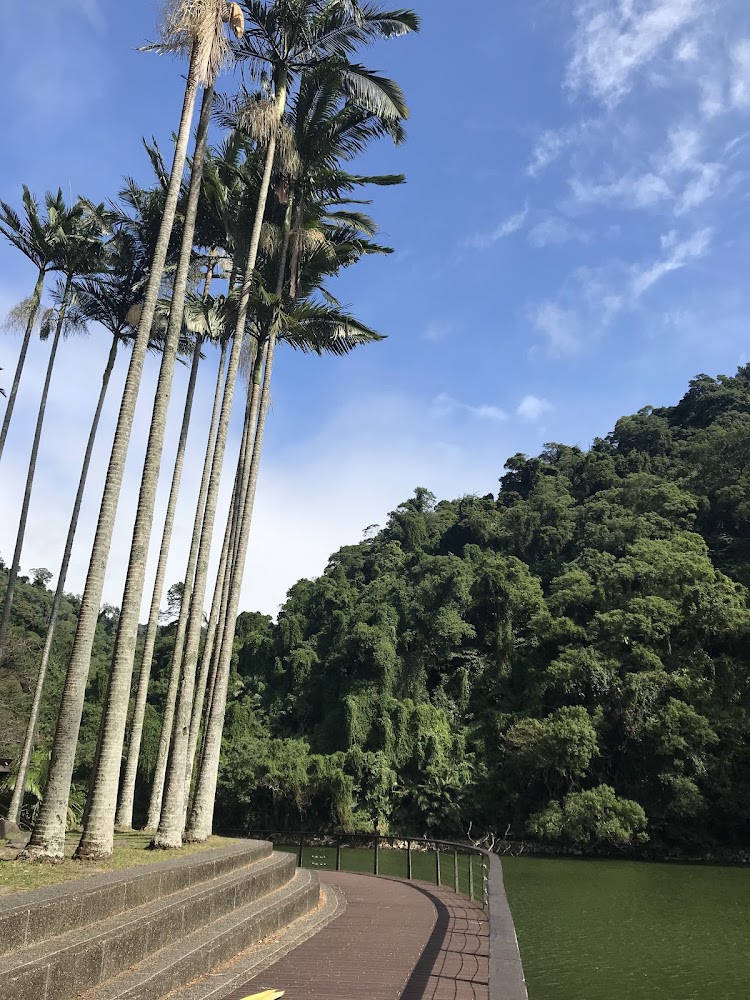 後慈湖秘境步道棕櫚樹與木棧道