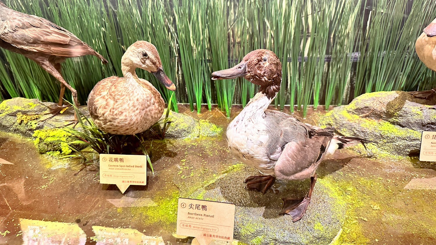 國立臺灣博物館鳥類標本展示