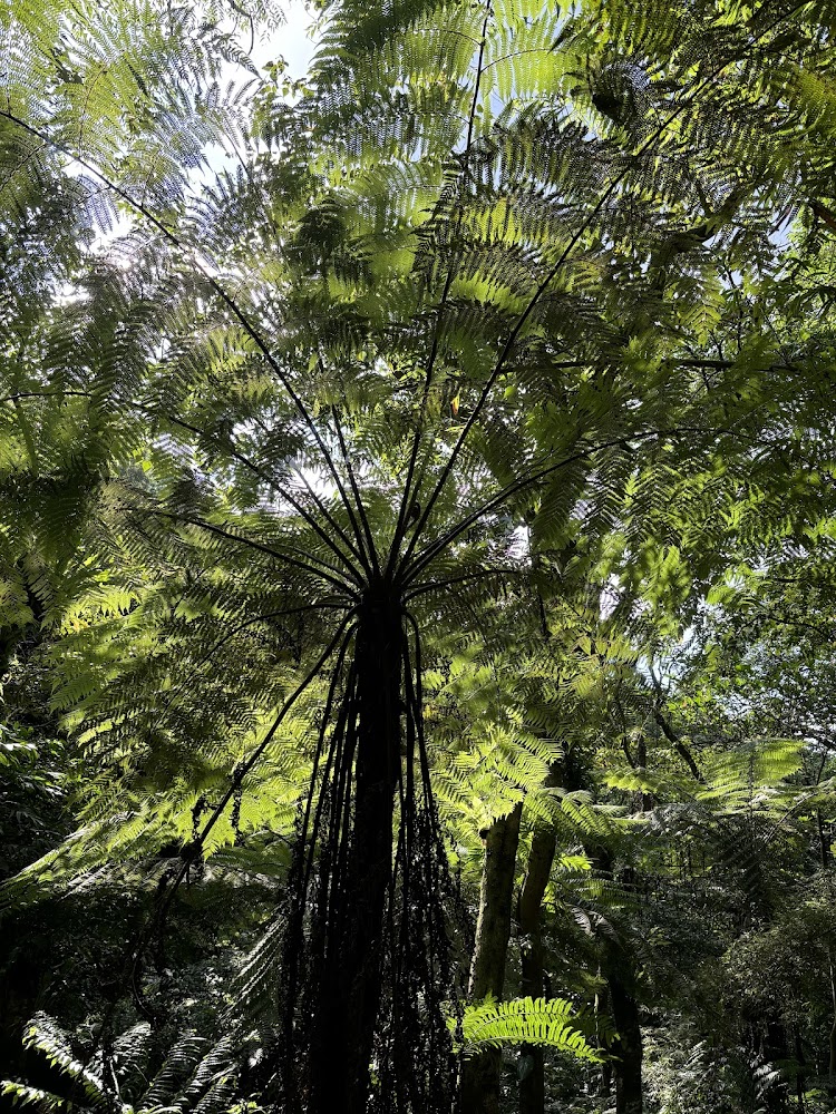 高大蕨類植物葉片間有陽光灑下