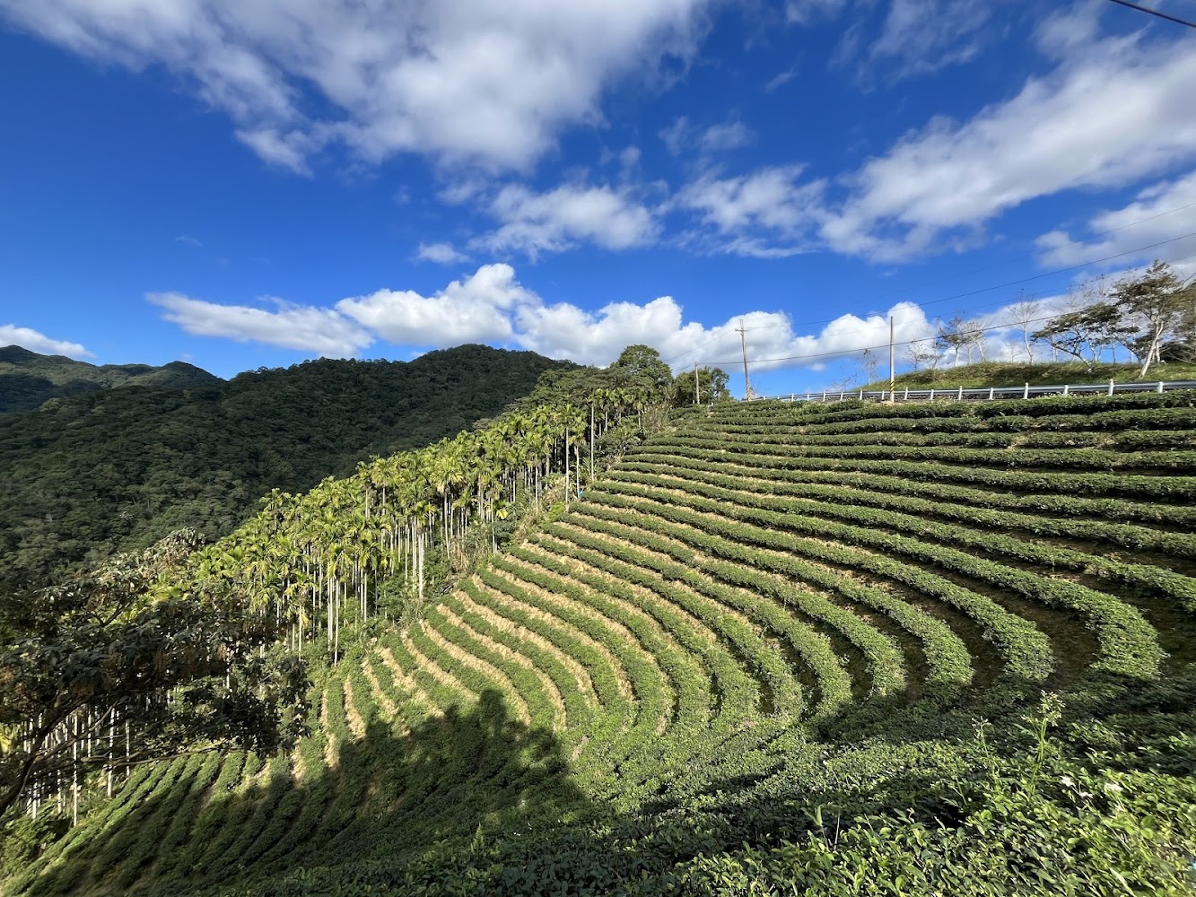 八卦茶園景觀台附近的梯田茶園景觀