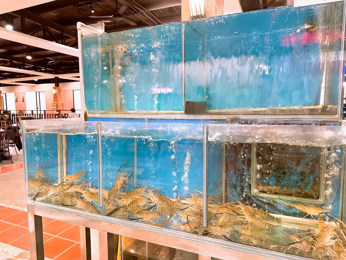 四兩千金活蝦之家活蝦水族箱
