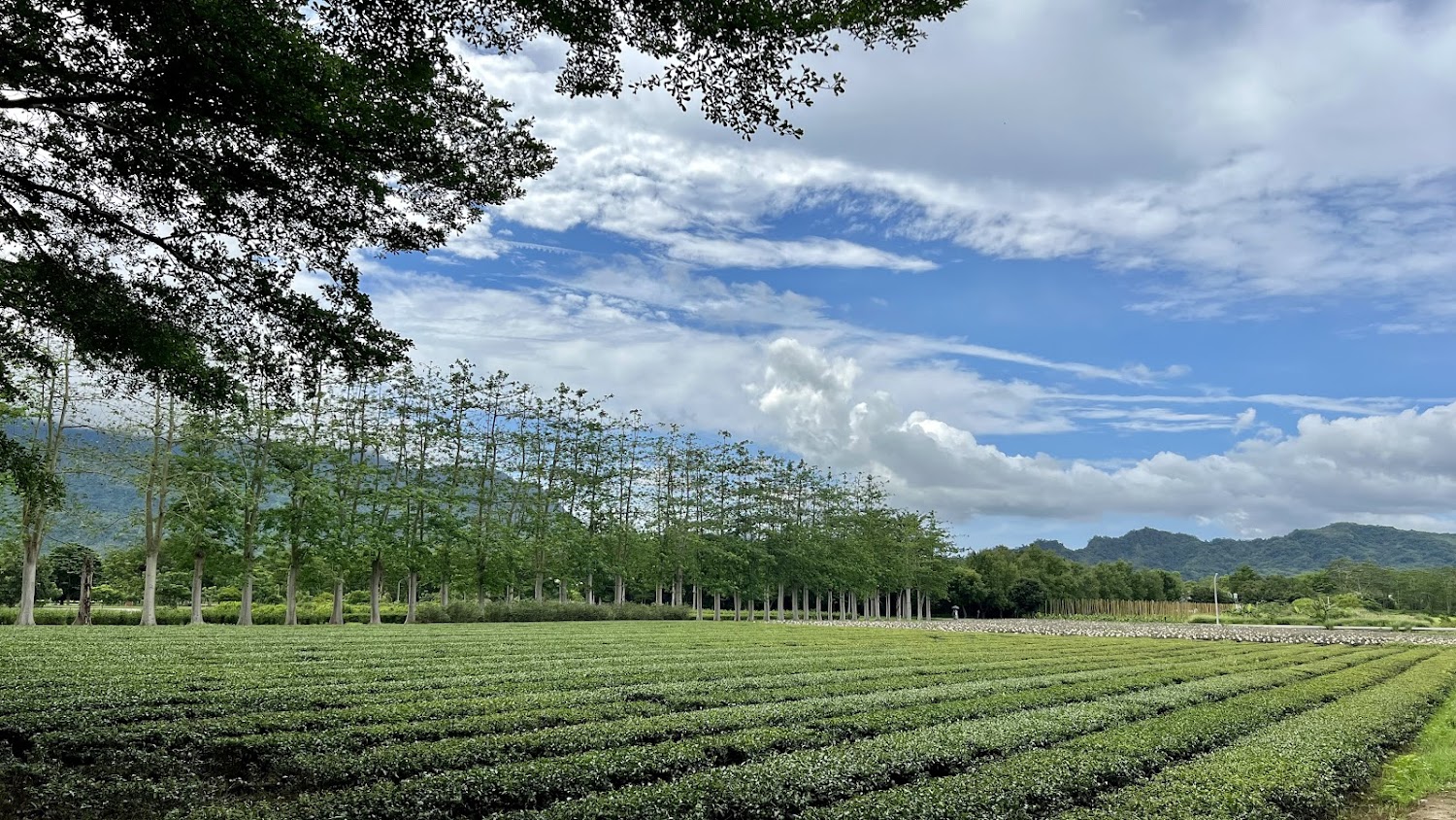 茶園與遠山景色