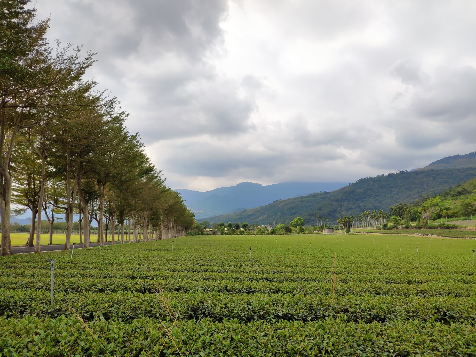鹿野高山茶園整齊茶田路樹山脈台東