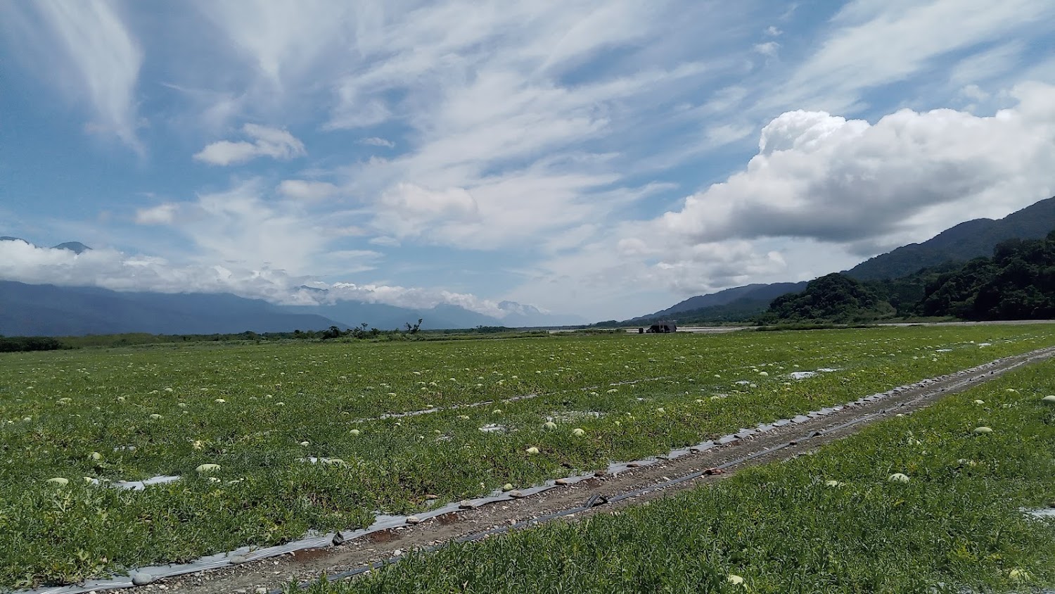 鳳林大片西瓜田與遠方山景