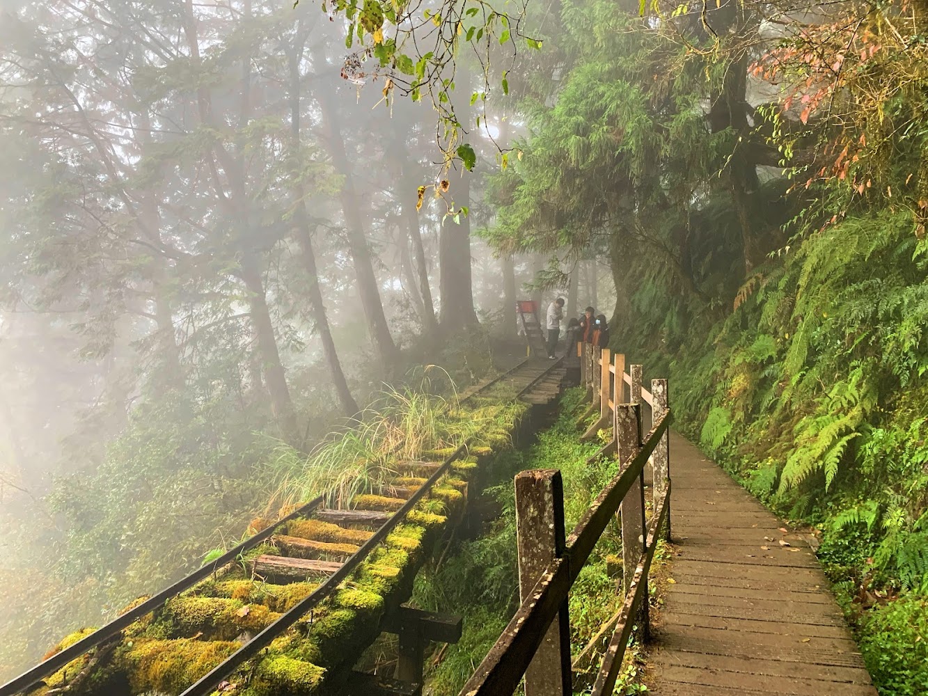 舊鐵道穿越濃霧森林，鐵軌旁有木棧道