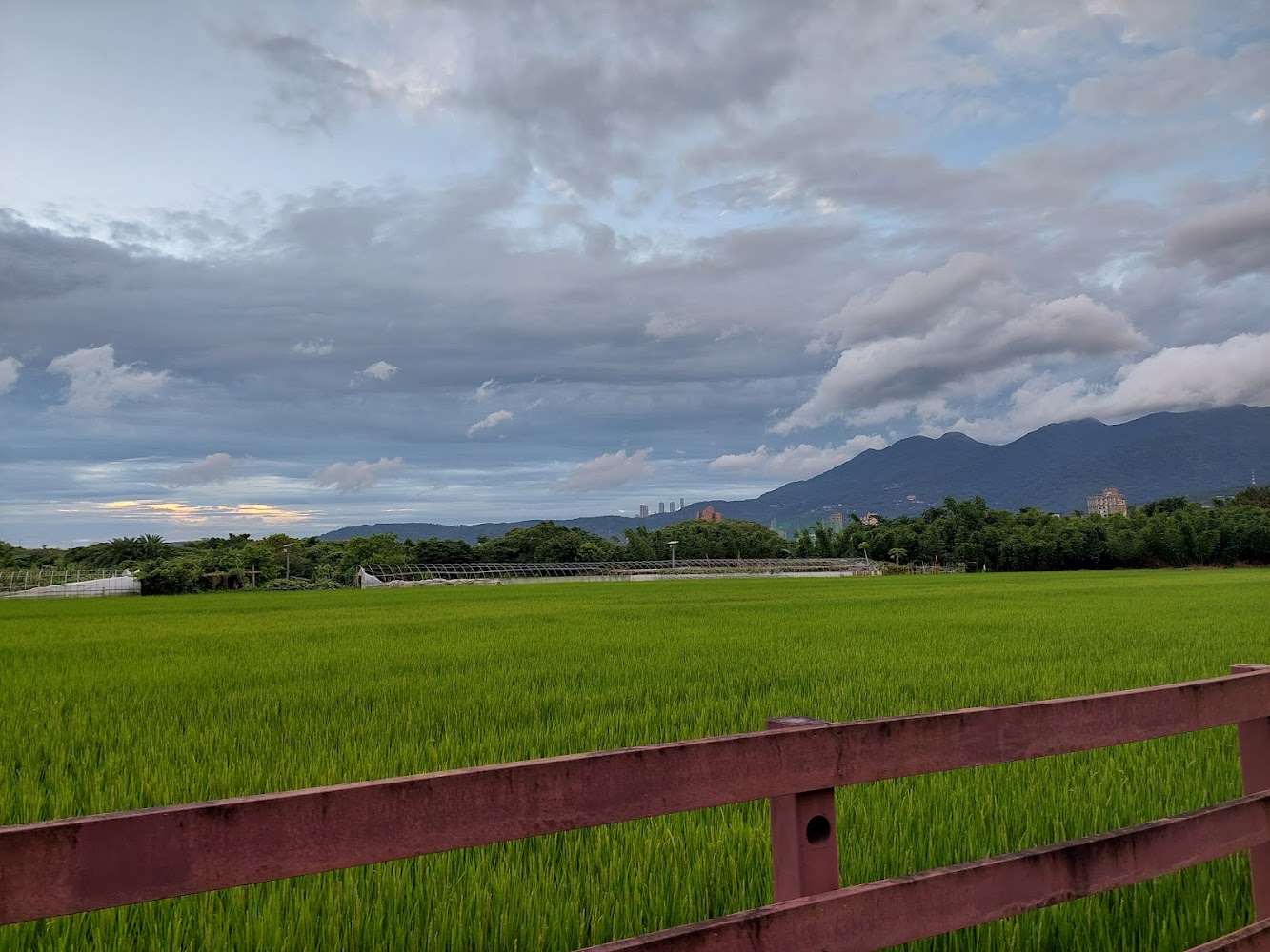 翠綠稻田遠處有樹林溫室山脈與建築