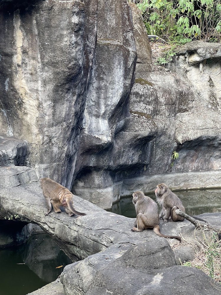 臺北市立動物園臺灣獼猴區猴群休息