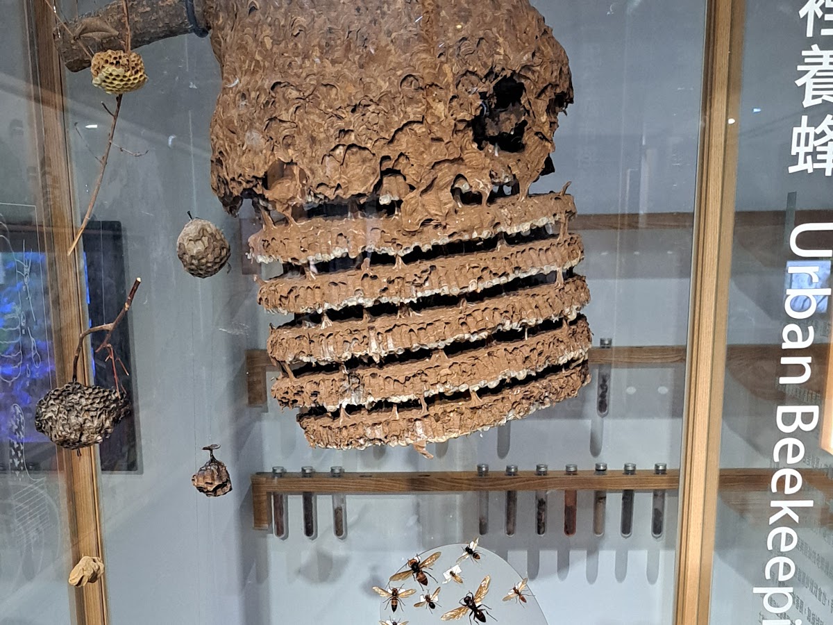 科教館Urban Beekeeping蜂巢科學互動展示