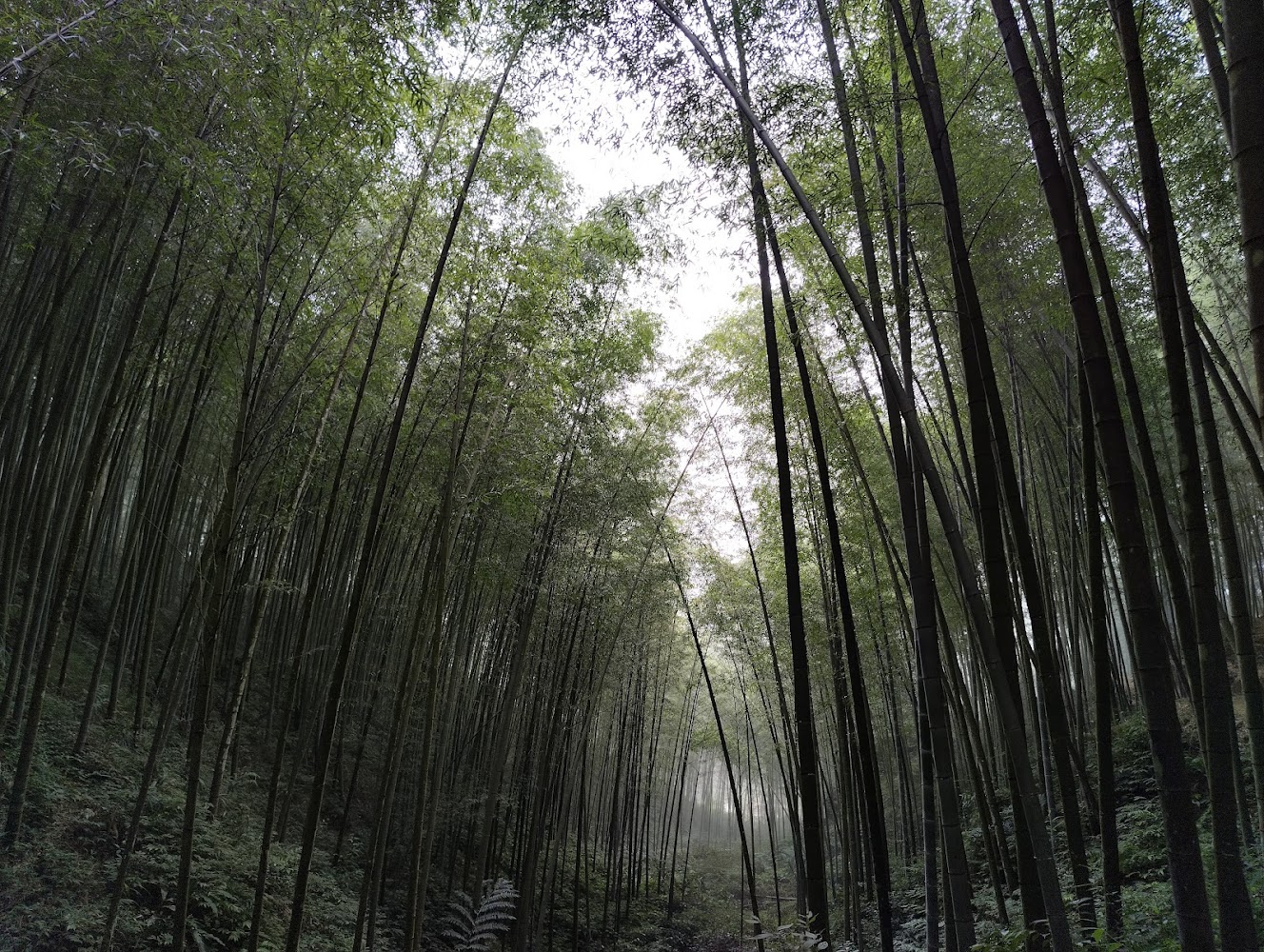 草嶺石壁森林療癒園區竹林景色