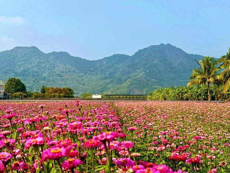 杉林花海花田景觀，五彩繽紛的百日草在陽光下盛開，遠處山巒連綿