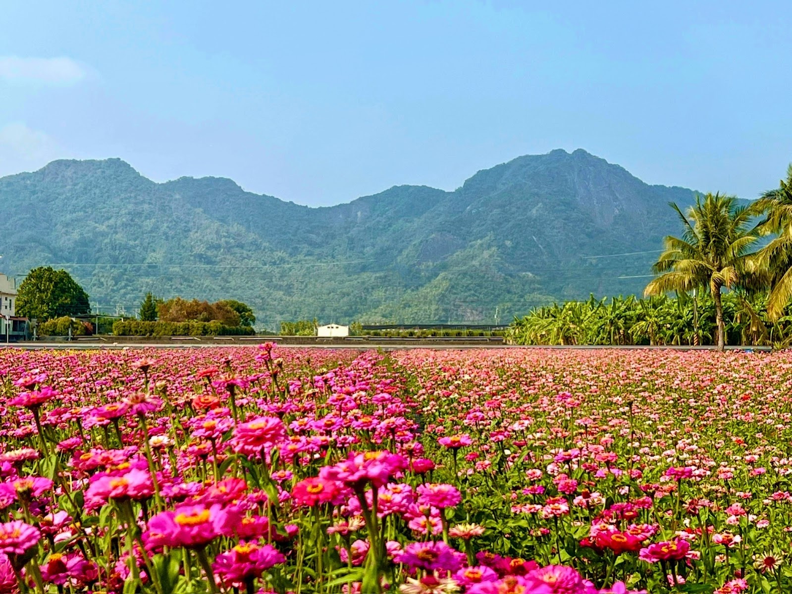 杉林花海花田景觀，五彩繽紛的百日草在陽光下盛開，遠處山巒連綿