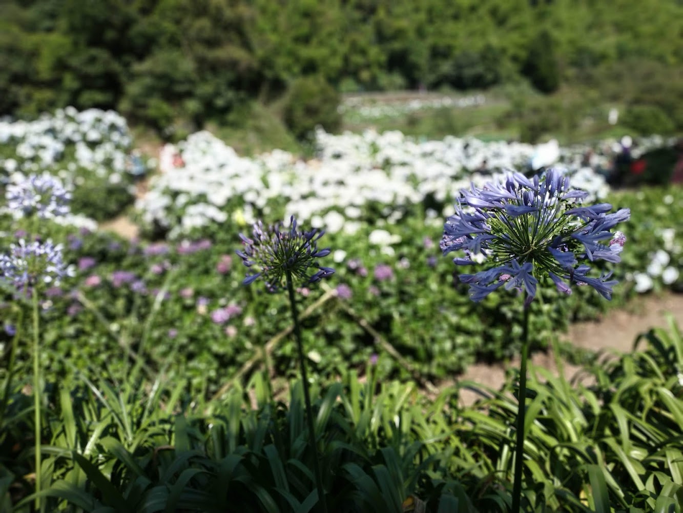 藍紫繡球花近景與花田背景