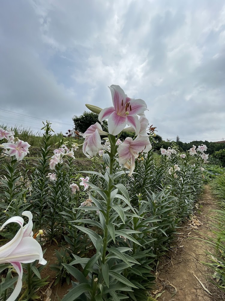 大片盛開的百合花與田野天空
