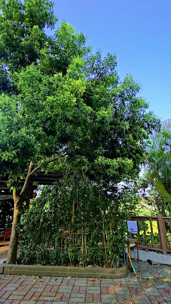 燕巢風景區大樹與休息區