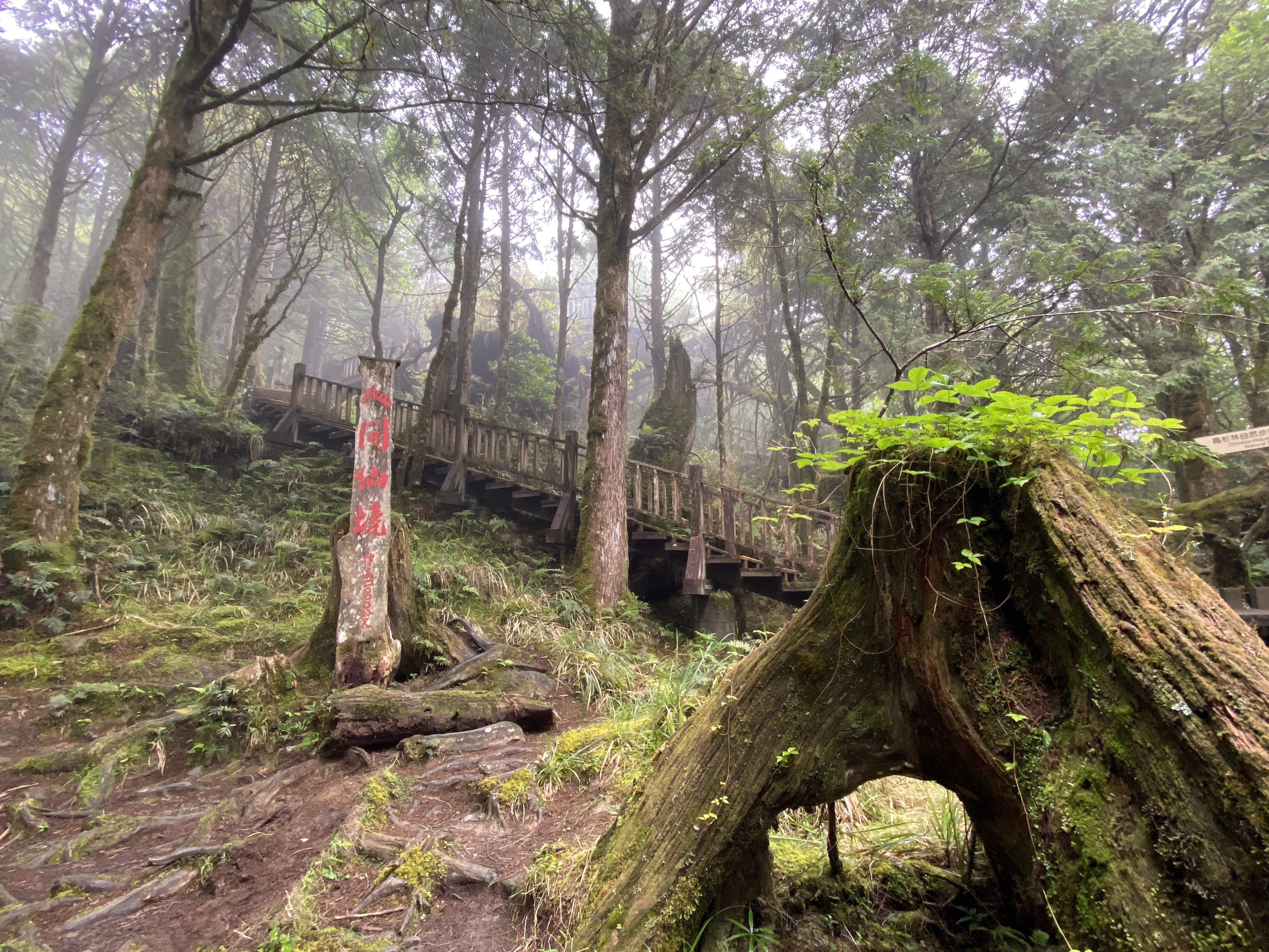 霧中木棧道與中空樹樁景觀