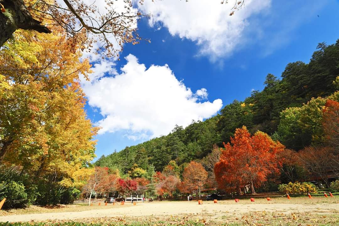 武陵農場秋天楓紅景色，金黃橘紅楓樹與藍天白雲交相輝映