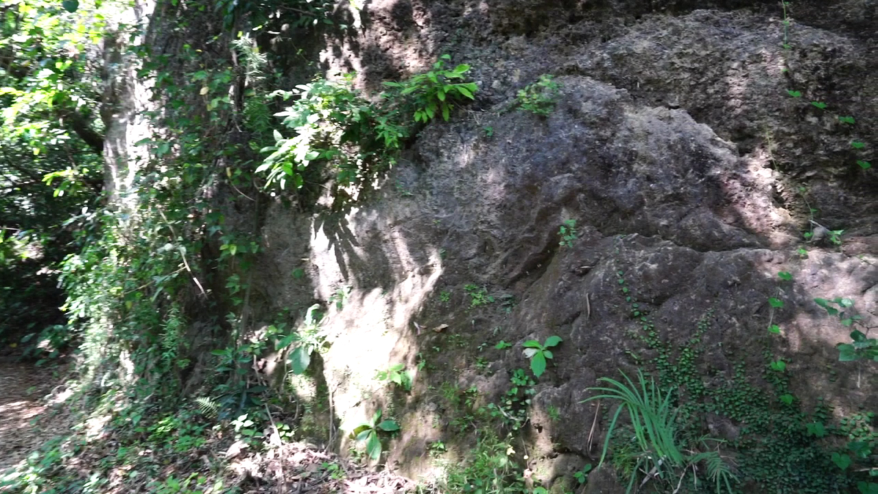 雞冠山苔蘚岩石與樹林景觀