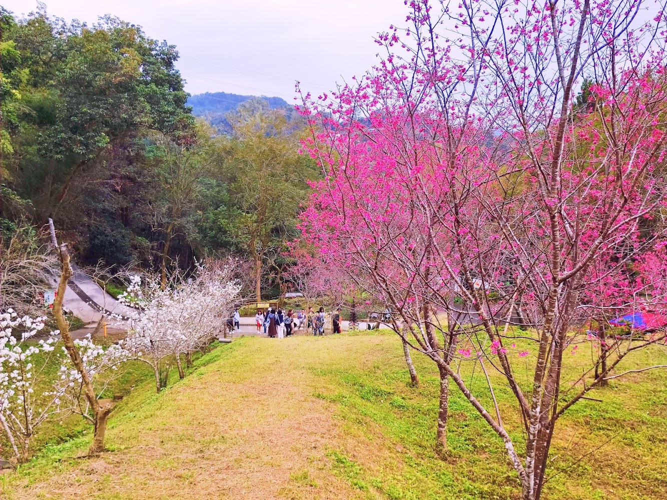 東勢林場櫻花梅花