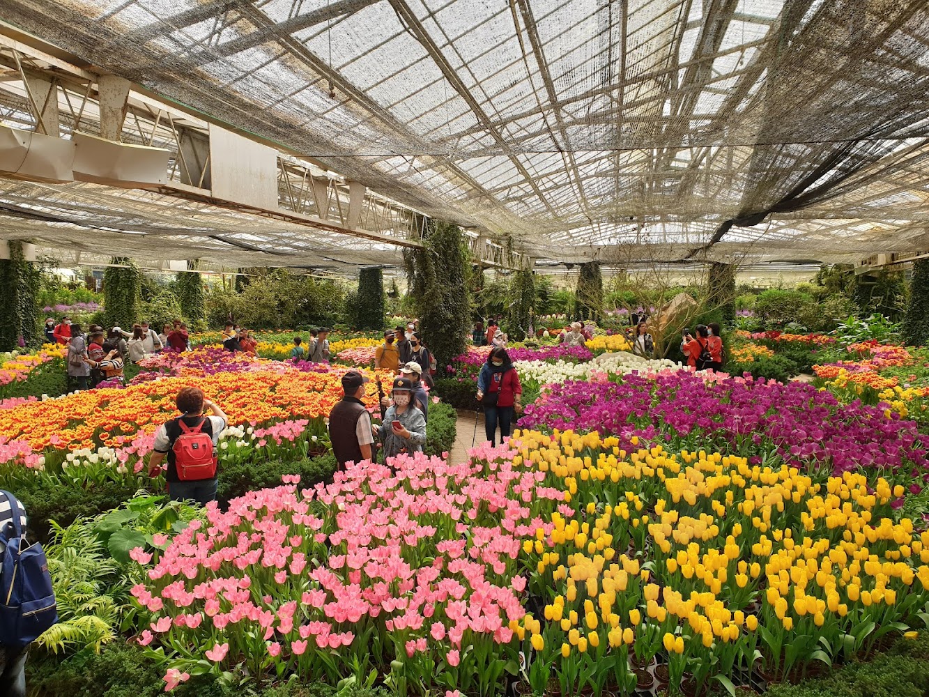 杉林溪花卉中心室內溫室鬱金香花景