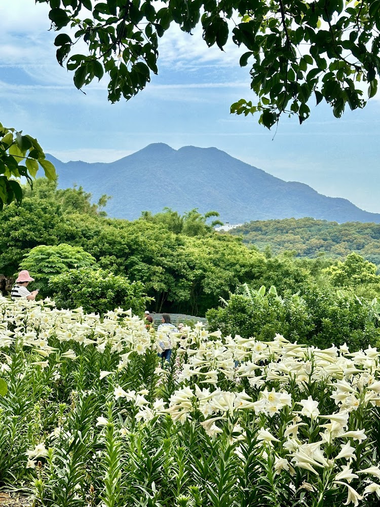 遊客漫步百合花田步道