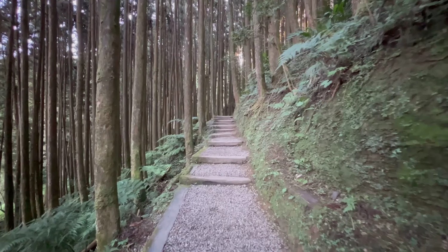 杉林溪森林中的石階步道與高聳樹林景色
