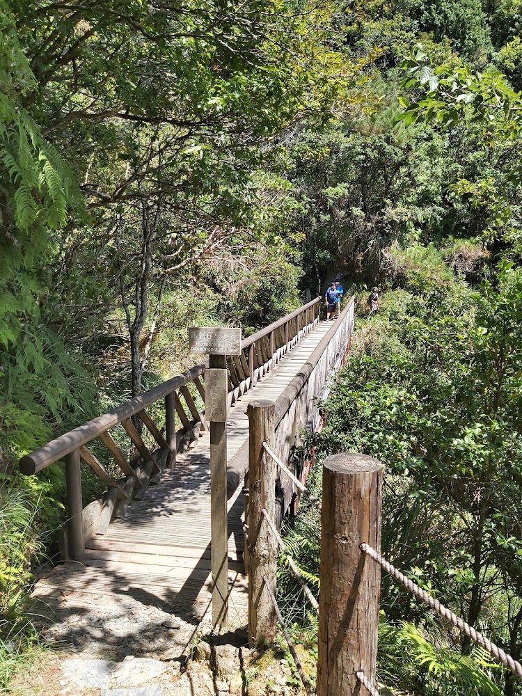 木製吊橋與周邊森林