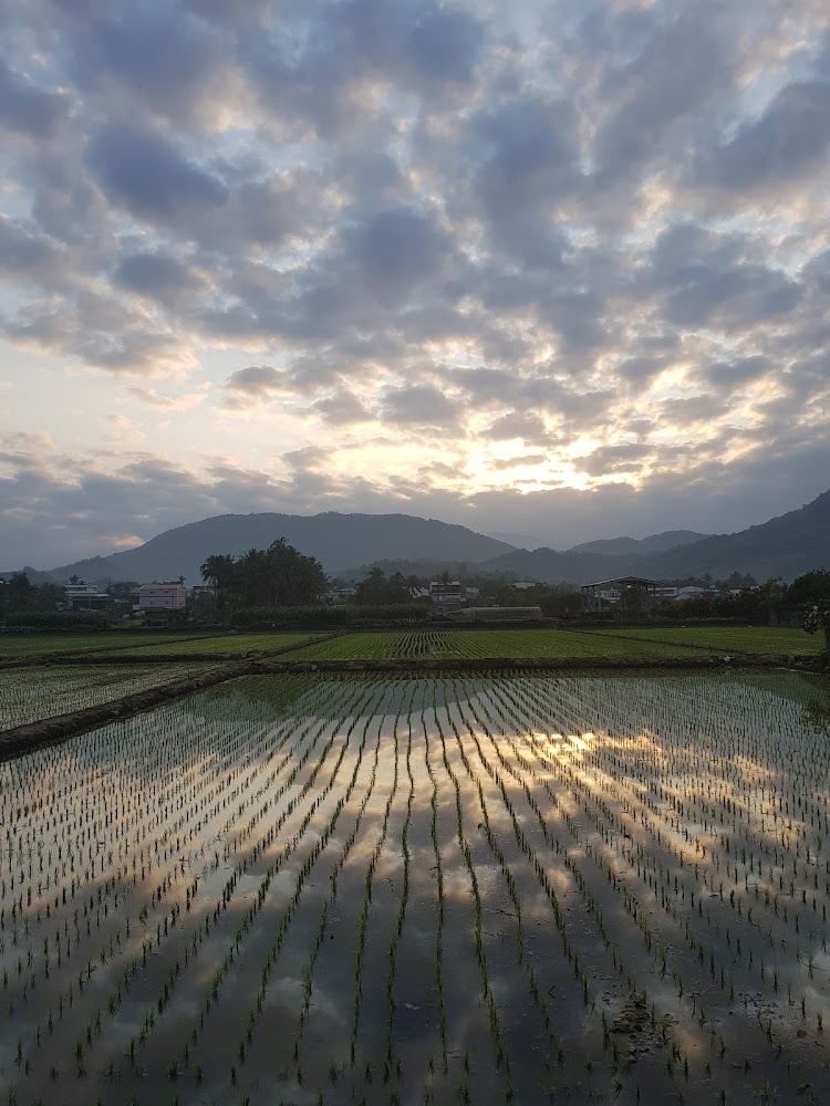 水田裡種植稻苗,水中倒映多雲天空與夕陽,遠方有山脈和建築