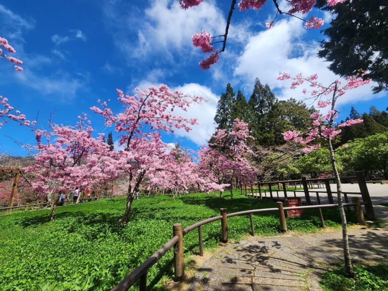 阿里山吉野櫻盛開粉紅花海