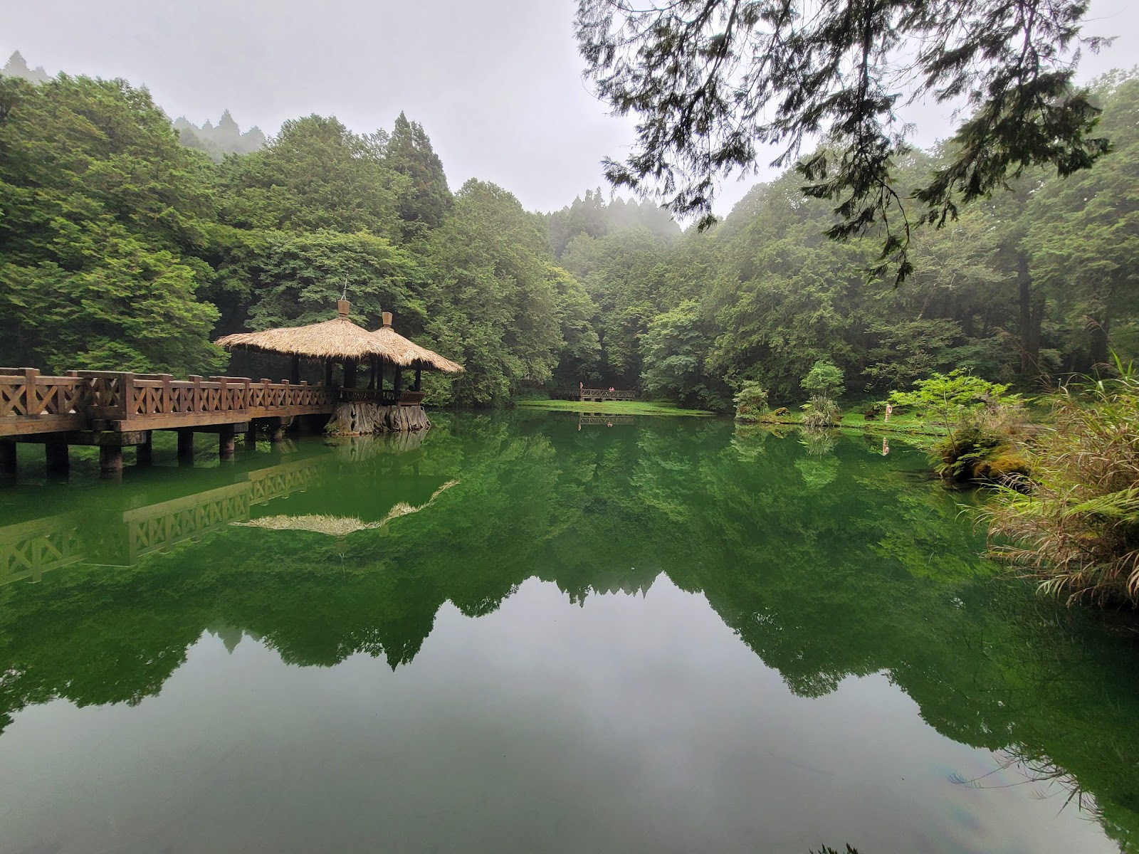 阿里山香林神木仰角拍攝紅檜巨木