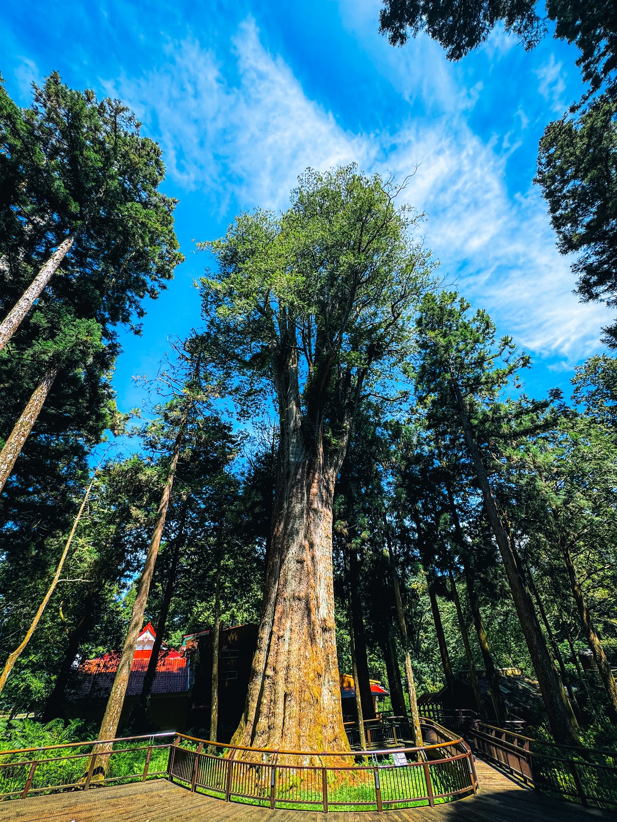 仰角拍攝阿里山神木群，高聳的千年台灣扁柏直衝藍天
