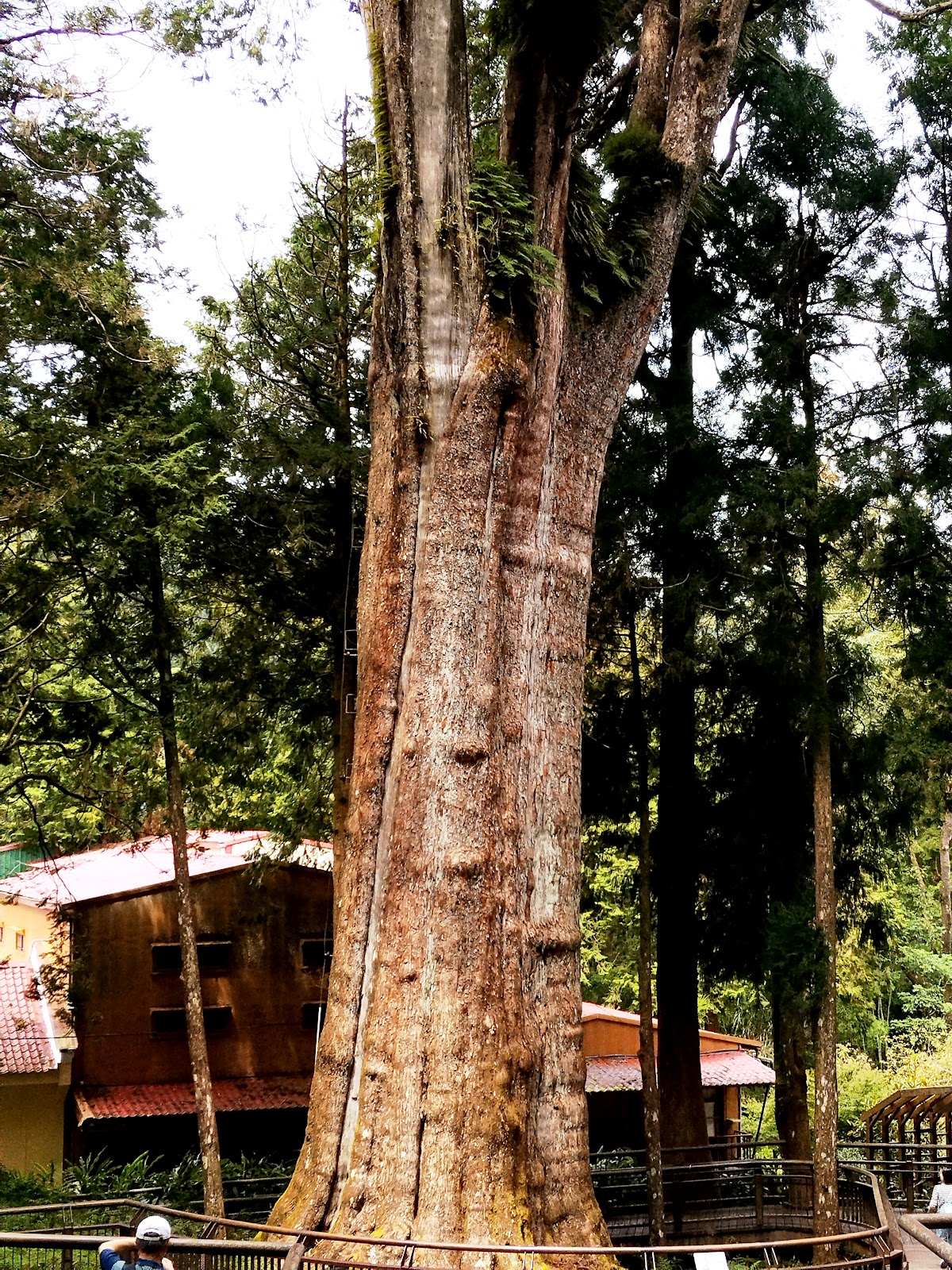 香林神木全景，雙幹紅檜樹型完整壯觀，旁邊有建築物為比例參考