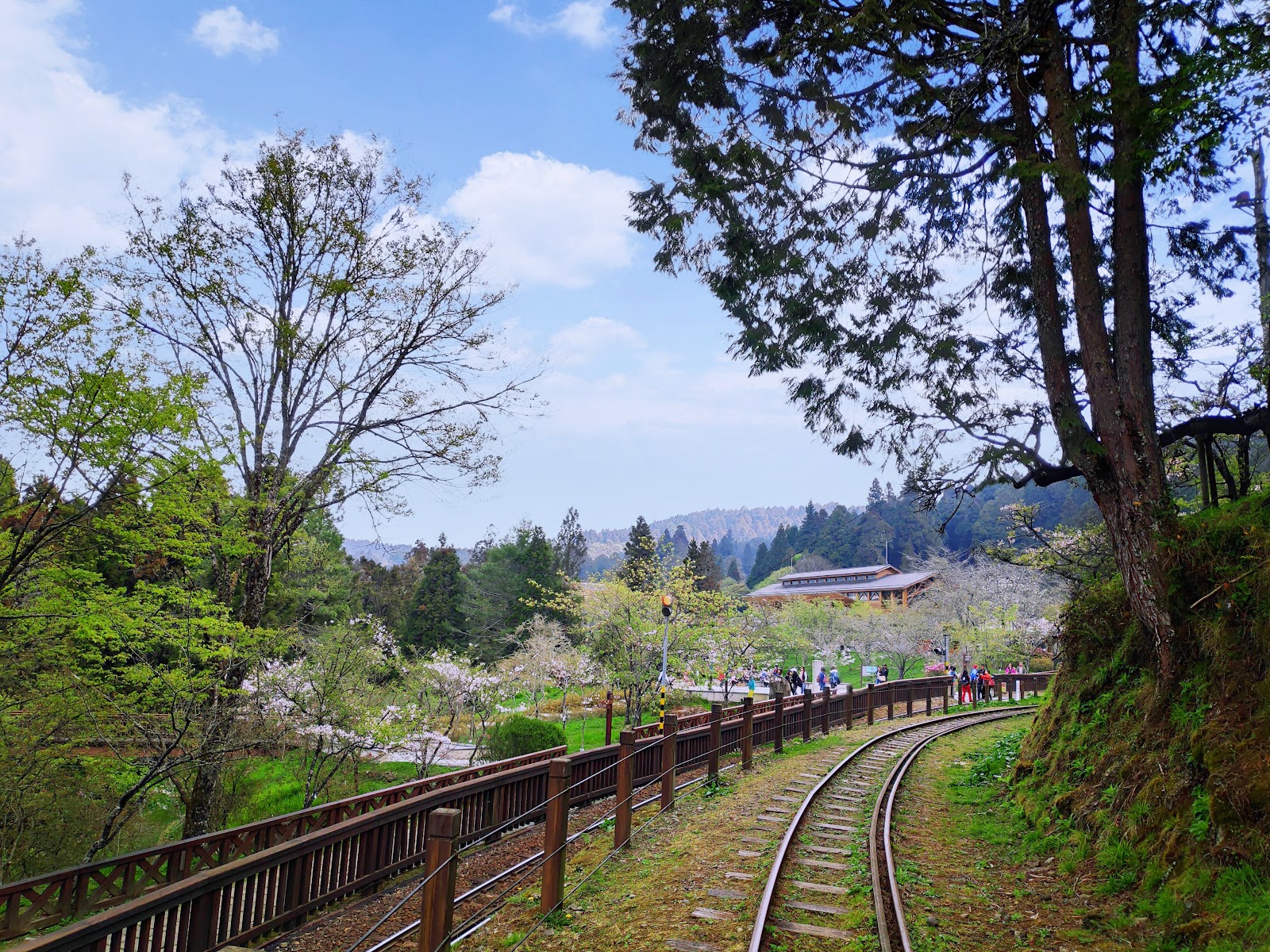 阿里山沼平公園小火車鐵軌穿越滿開櫻花