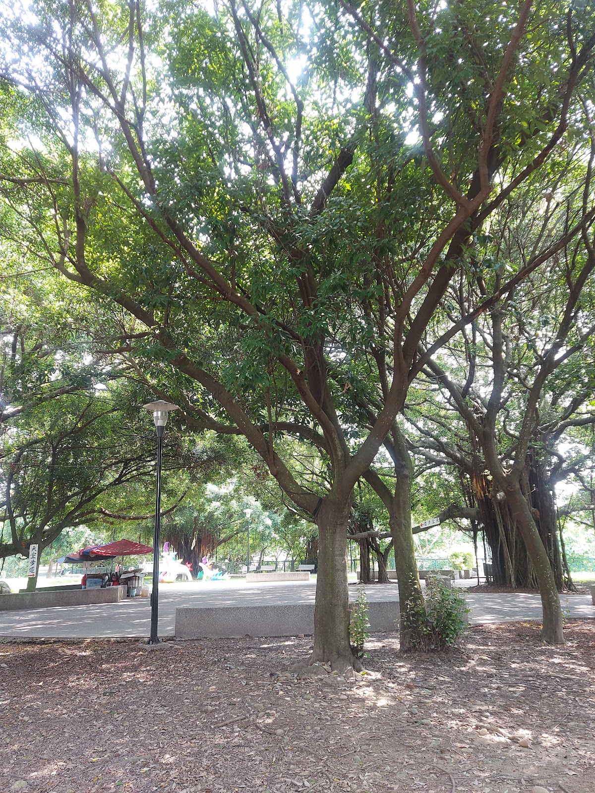 八卦山景區公園樹林步道,高大樹幹挺立,路燈佇立
